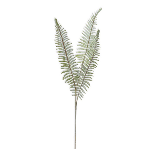 Boston Fern Stem