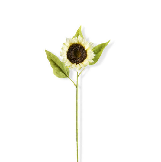 Cream Sunflower
