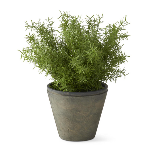 Potted Water Sprite Fern