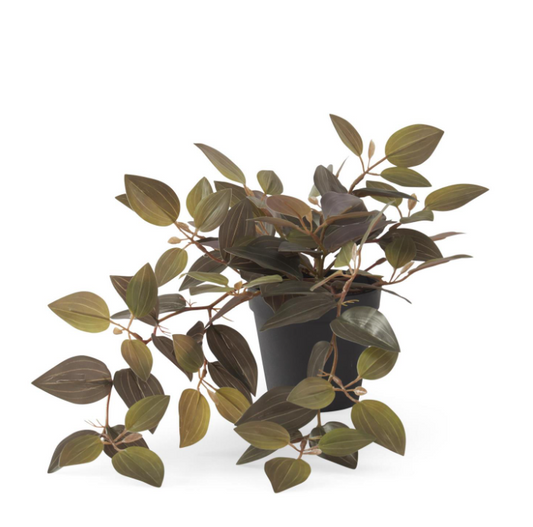 Potted Black Jewel Orchid Plant