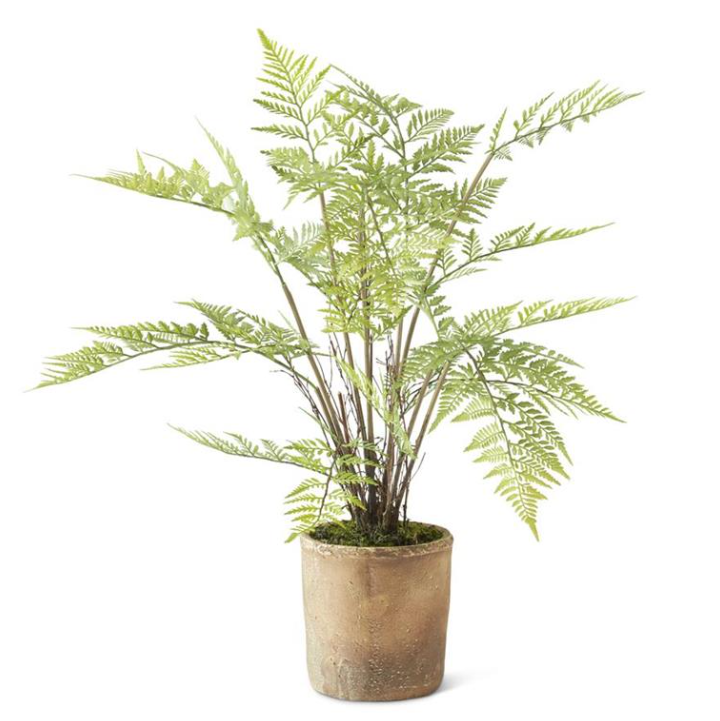 28" Fern in Ceramic Pot