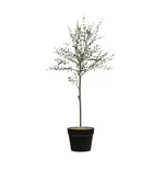 Faux Thyme Topiary in Pot