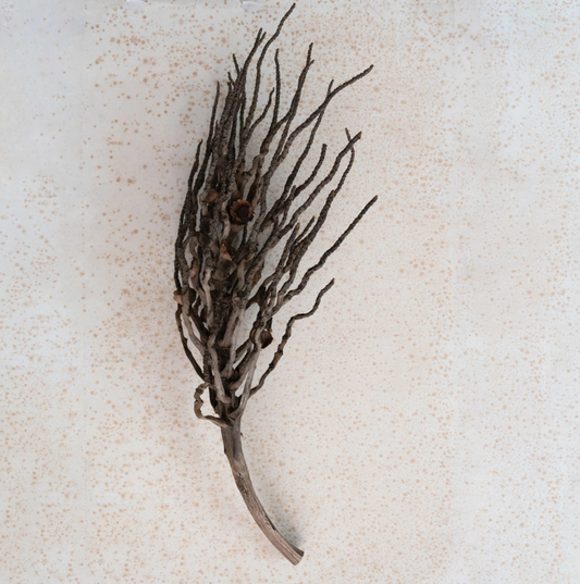 Dried Natural Coconut Palm Branch