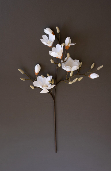 Japanese Magnolia Branch