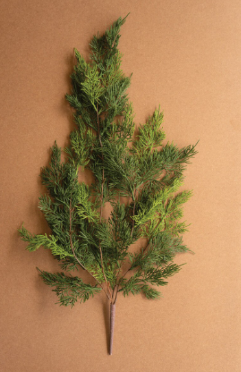 Cedar Spray
