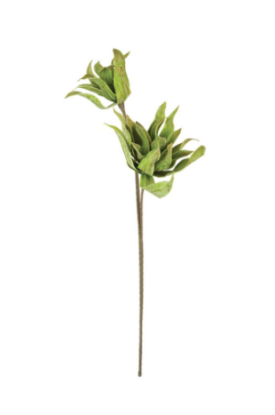 Spiky Green Botanica