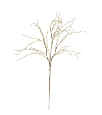 Feathery Plume Botanica
