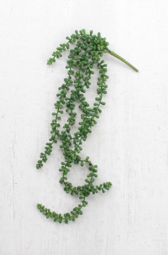 Necklace Fern Succulent