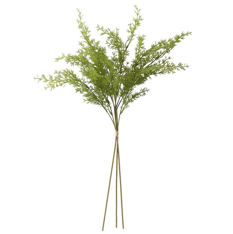 Water Sprite Fern Bundle