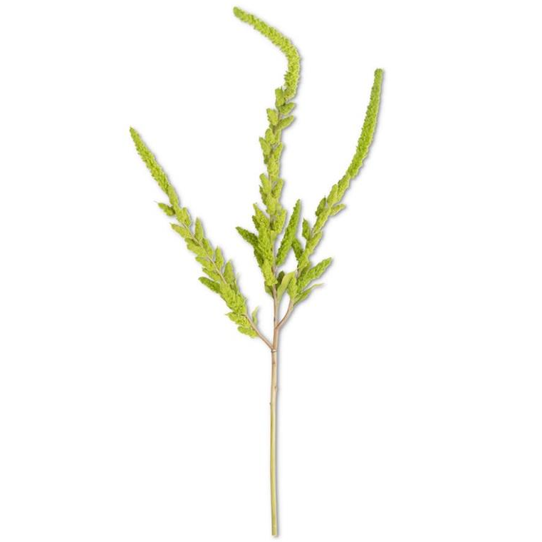 Green Amaranthus Stem