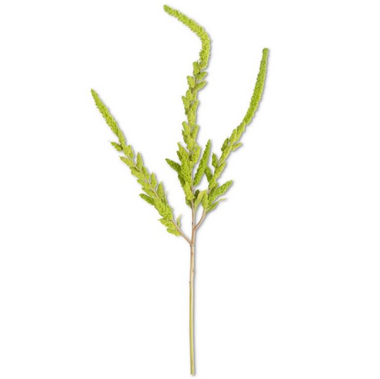Green Amaranthus Stem