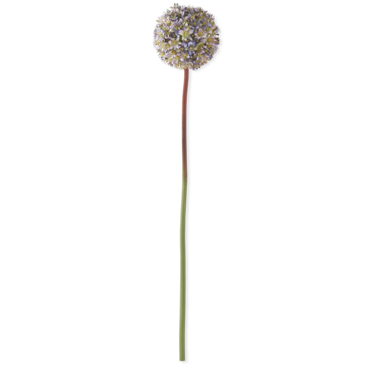 Dark Purple Allium Stem