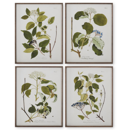 Dark Wood Framed Botanical Art - 4 STYLES