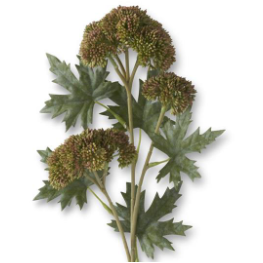 Dark Green Sedum Stem