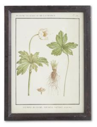 Wood Framed Botanical Print - D