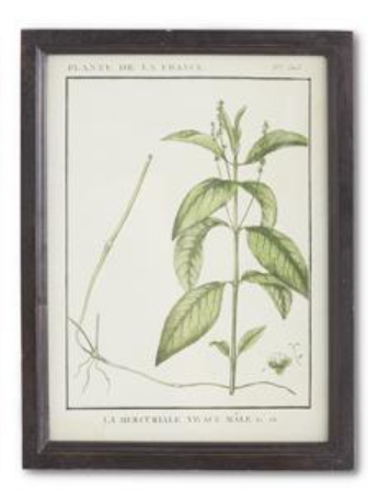 Wood Framed Botanical Print - G