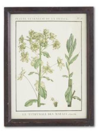 Wood Framed Botanical Print - C