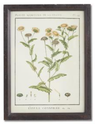 Wood Framed Botanical Print - B