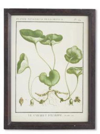 Wood Framed Botanical Print - F
