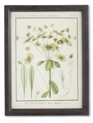 Wood Framed Botanical Print - H