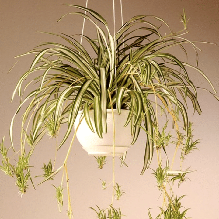 LIVE Spider Plant