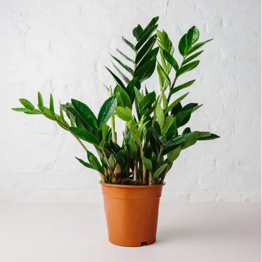 LIVE ZZ Plant