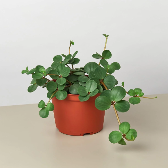 LIVE Peperomia 'Hope'