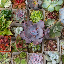 Potted Mini Assorted Succulents LIVE