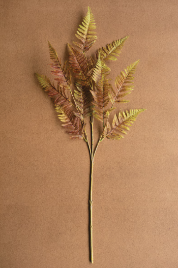 Autumn Fern Stem