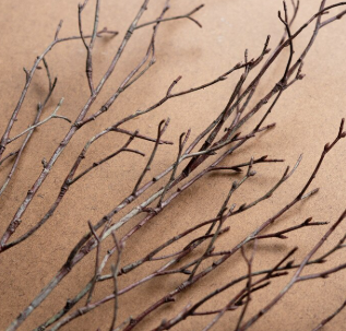 Birch Branch Stem