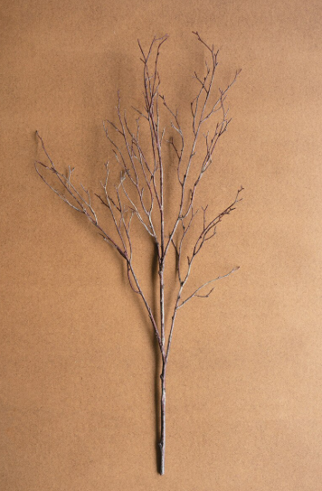 Birch Branch Stem
