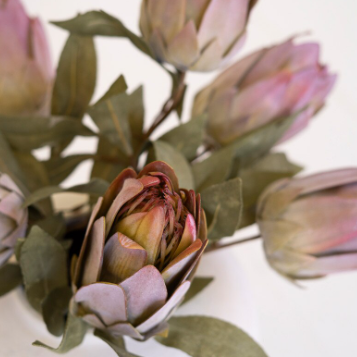 Protea Bud Stem