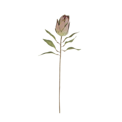 Protea Bud Stem