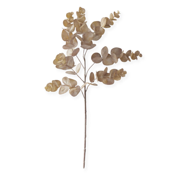 Brown Eucalyptus Stem