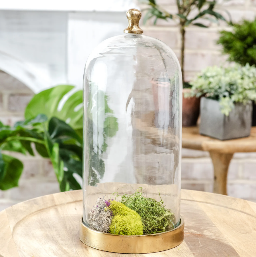Glass Cloche w/ Gold Knob