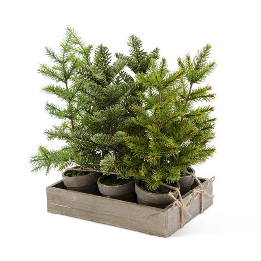 Assorted Potted Pine w/ Wood Tray