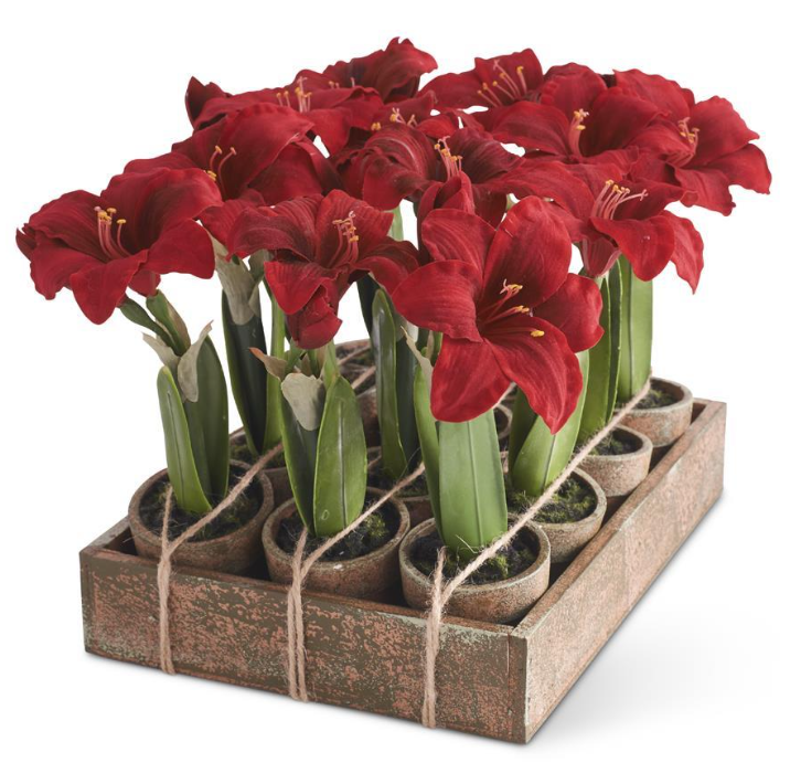 Potted Red Amaryllis