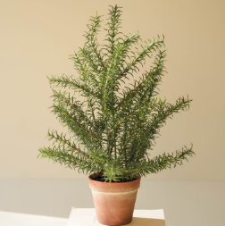 Faux Potted Rosemary Plant
