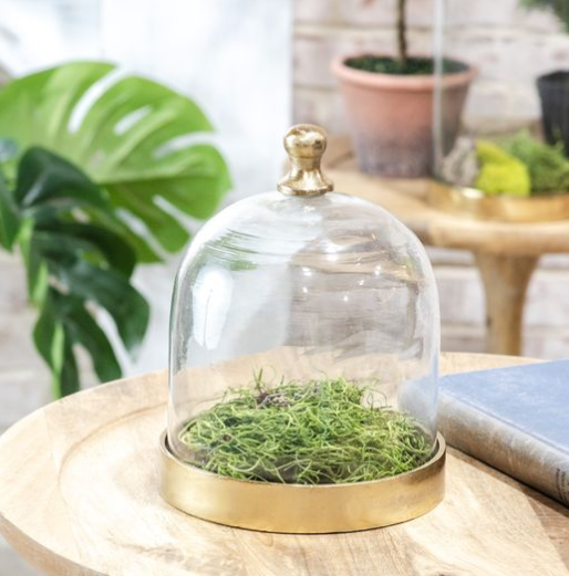 8" Glass Cloche w/ Gold Base