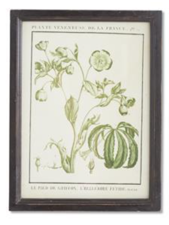 Wood Framed Botanical Print - A