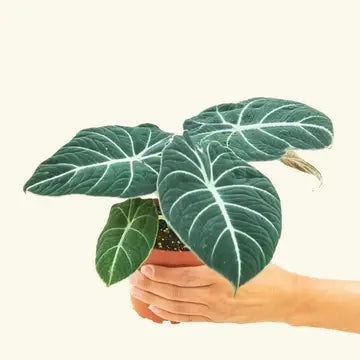 ALOCASIA 'BLACK VELVET' LIVE PLANT