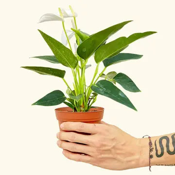 ANTHURIUM 'WHITE FLAMINGO'