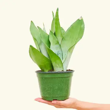 SNAKE PLANT MOONSHINE