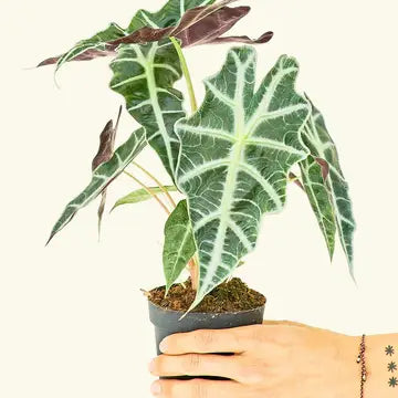 ALOCASIA