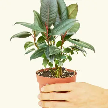 RUBBER TREE 'BURGUNDY'